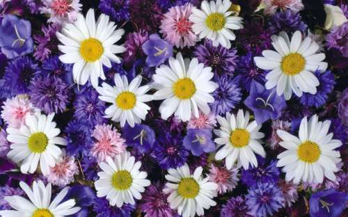 Printed Wafer Paper - Daisys - Click Image to Close
